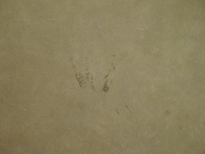 Salvatore Ferragamo Vara Bow camera Shoulder Bag Suede, BEIGE, SUEDE, Shoulder bag